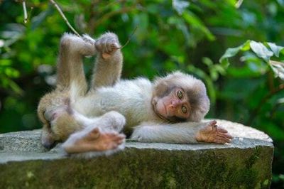 Neuralink denies culpability in implant-related monkey deaths