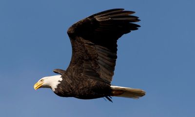 Man who admitted killing bald eagle gets 30 days for feather