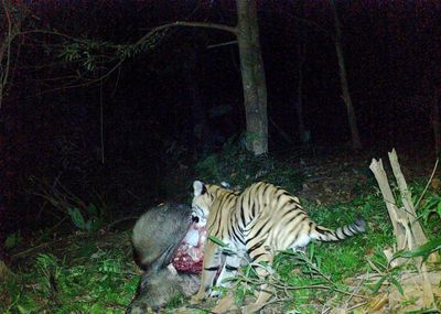 The hidden tale of a 3-legged tiger