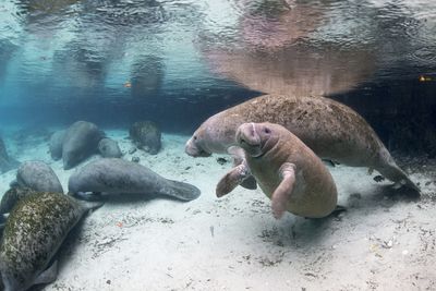 Starving manatees delivered lettuce