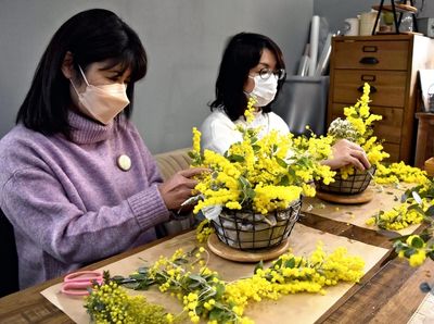 International Women's Day celebrated with mimosa flowers