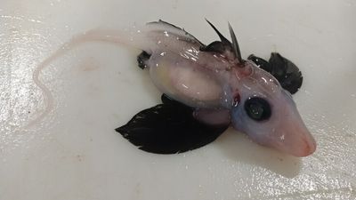 Rarely seen baby ghost shark hauled up from ocean's depths off New Zealand