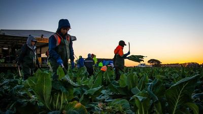 Agriculture visa for foreign workers could be capped at 1,000 per country, DFAT says