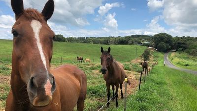 'No contrition or remorse' from man who raped two women at South Australian horse-riding events