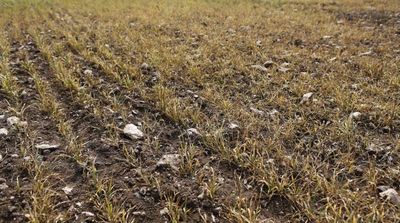 Morocco Announces $1 Billion Drought Relief Plan