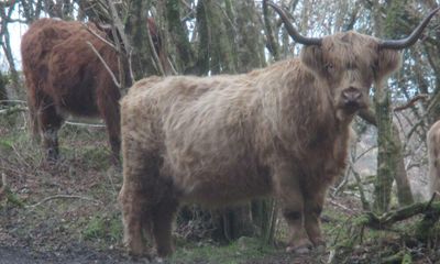 Country diary: Long-horned cattle and fine views across Bodmin