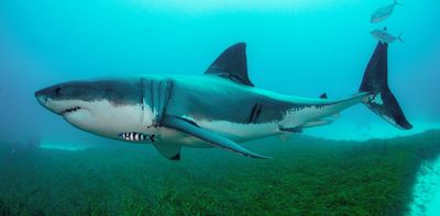 Sydney shark attack triggers calls for a cull – but let's take a deep breath and look at the evidence