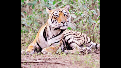 Rajasthan: Tigers fight over females, quit park as Ranthambore faces gender ratio skew