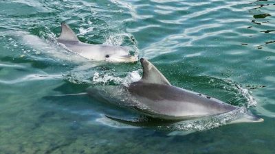 ANU researchers serenading dolphins in attempt to understand if music is the key to communication