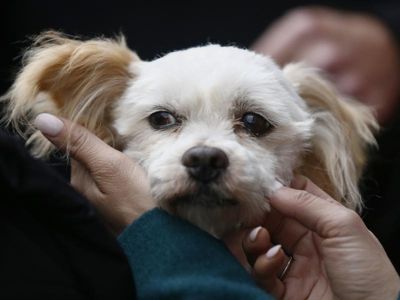 NSW bans killing of shelter animals