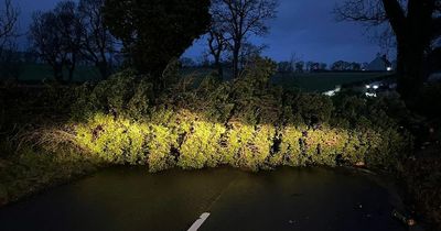Storm Dudley cleanup operation continues as gales uproot trees across Falkirk