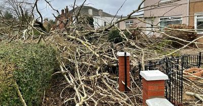 Tree narrowly misses smashing through Uddingston living room during Storm Dudley