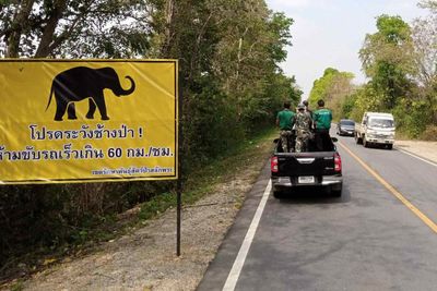 Give way to elephants, or go to jail