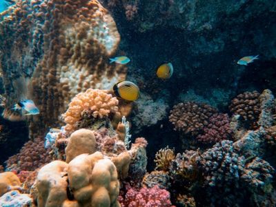 Research reveals 45,000 marine species are at risk due to climate change, pollution