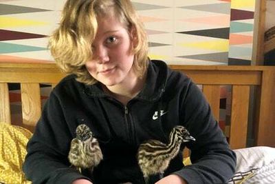 London teenager hand rearing four emu chicks