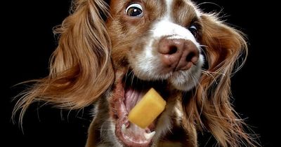 Hilarious pictures of dogs trying to catch cheese raise thousands