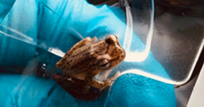 Tiny frog embarks on 5,000 mile journey from Africa to north west - in bunch of bananas