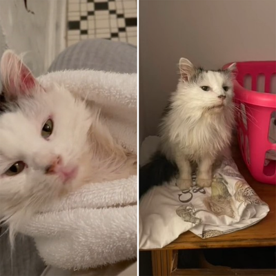 Pot Roast: Internet mourns loss of beloved TikTok cat