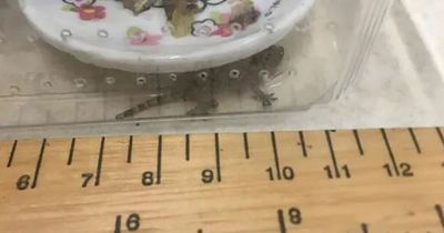 Family shocked to find lizard in luggage after returning to UK from Seychelles