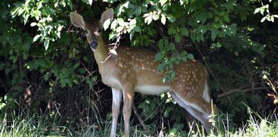 Deer, mink and hyenas have caught COVID-19 – animal virologists explain how to find the coronavirus in animals and why humans need to worry