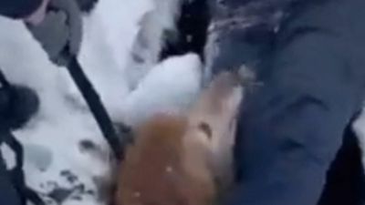 VIDEO: Firefighters Rescue Missing Dog That Spent 24 Hours In Icy Sinkhole