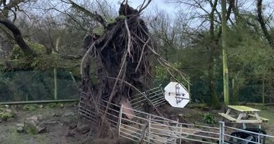 Storm Dudley destroys 70ft tree at Gower animal sanctuary