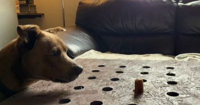 Puzzled dogs play whack-a-mole with sausages and get confused when they disappear