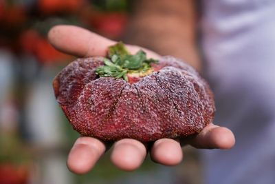 Israeli strawberry clocks in as world's heaviest on record