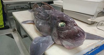 Ultra-rare baby 'ghost shark' with retractable penis on HEAD found 1,200m under water