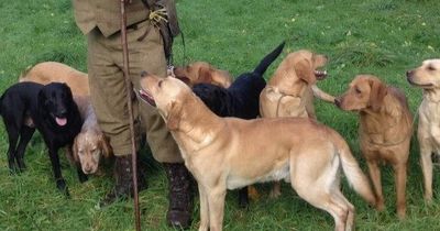 Storm Dudley: 13 dogs die of electrocution after wind rips down 11,000-volt cables