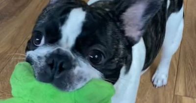 Dancing dog teaches himself how to tap his paws 'perfectly' in time to music