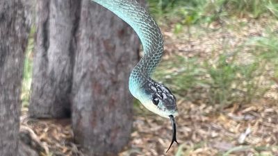 Fraser Coast snake catcher the envy of his field with bedazzling blue beauties