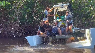 VIDEO: Injured Manatee Thrashes, Threatening To Capsize Rescuers’ Boat