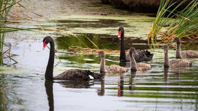 Black swans return in big numbers to the Coorong and Lower Lakes