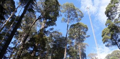 In heatwave conditions, tall eucalypt forests in Tasmania, Australia no longer absorb carbon