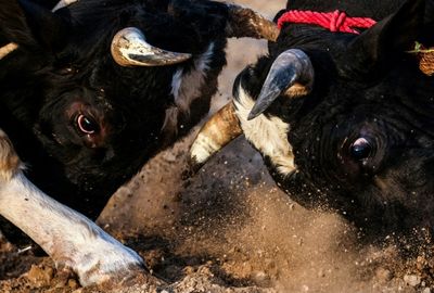 Little-known bullfighting tradition lives on in Dubai village