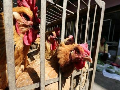 Bird flu scare in Maharashtra, 100 chickens found dead in Thane's poultry farm