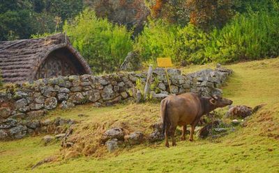 Off the beaten track in Ooty