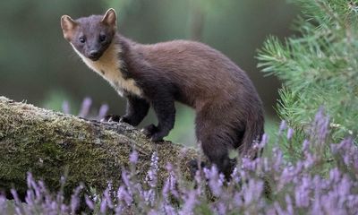 Pine martens to be used as ‘bouncers’ to keep grey squirrels out of Highlands
