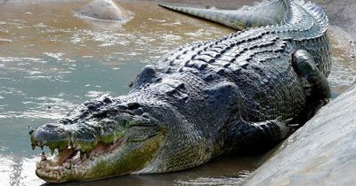 Largest saltwater crocodile in captivity died of 'stress' after 'eating schoolgirl'