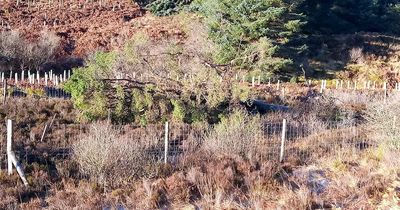 New life to come from one of Kielder's oldest trees destroyed during Storm Arwen