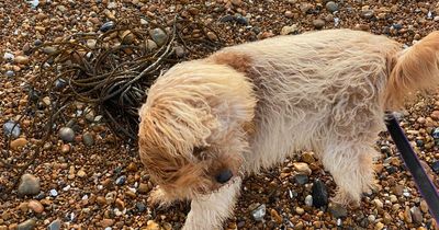 RSPCA issues stark Storm Eunice warning to pet owners - 12 things you must do