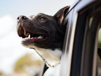 Ford Files Patent For Tesla DogMode-Like Feature Dubbed Pet Mode