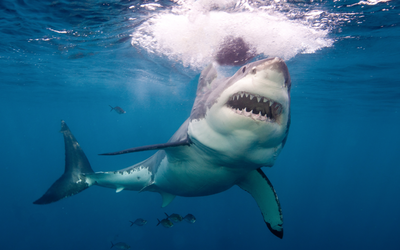Shark attacks are a grim reality of Australian life, but they’re rarer than you probably think