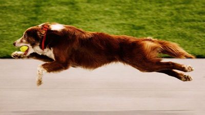Flyball, Early Spaying Increase Knee Injury Risk For Dogs