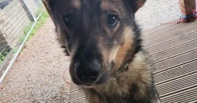 Can you help these Lanarkshire pooches looking for new homes?