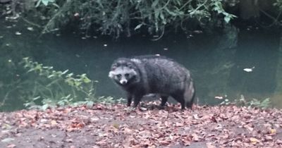 Escaped and 'unpredictable' raccoon dog has been on the loose in Wales for almost a month