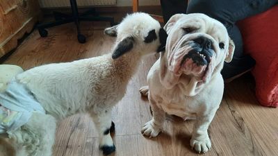 VIDEO: Dogged By Love: 3 Motherless Lambs Are Raised By Bulldog In Animal Shelter