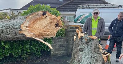 Huge 70ft tree falls onto Cardiff house during Storm Eunice