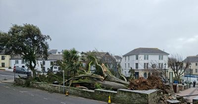 First Storm Eunice death as man killed by falling tree while clearing debris